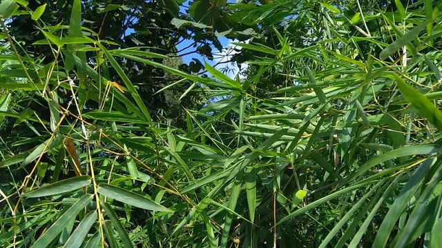 Green bamboo leaves with natural background