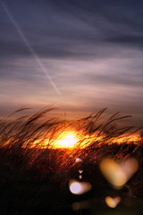 Zachód słońca na polu ze światłem w kształcie serc - obrazy, fototapety, plakaty