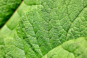 Macroaufnahme grünes Blatt