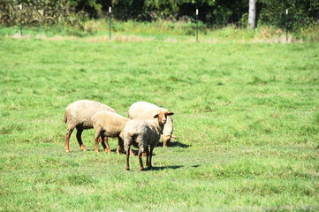 Sheep in the Pasture