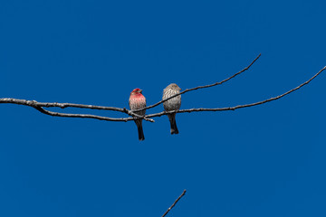 House Finch
