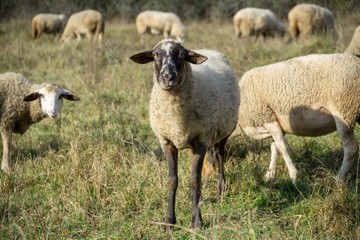 Fototapeta premium Sheep on the meadow eating grass in the herd during colorful sunrise or sunset. Slovakia
