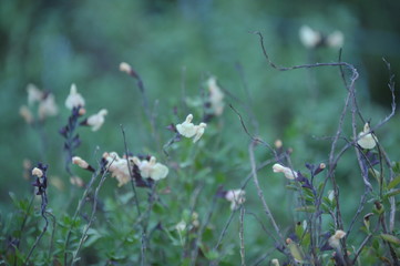 Salvia jamensis melen