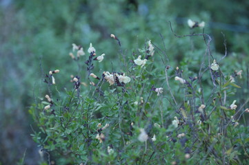 Salvia jamensis melen