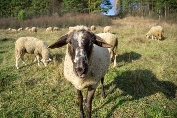 Sheep on the meadow eating grass in the herd during colorful sunrise or sunset. Slovakia