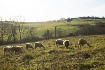 Sheep on the meadow eating grass in the herd during colorful sunrise or sunset. Slovakia