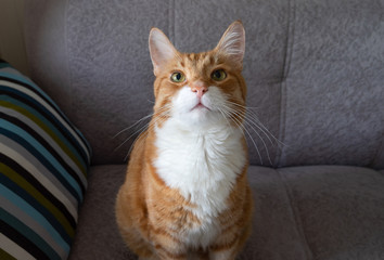 An adult red-haired pet cat sits on a grey sofa next to a decorative pillow and looks up. Horizontal orientation.