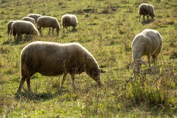 Plakat Sheep on the meadow eating grass in the herd during colorful sunrise or sunset. Slovakia