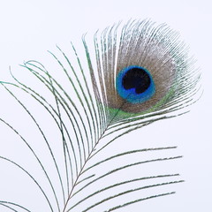 Obraz premium single peacock feather on white background