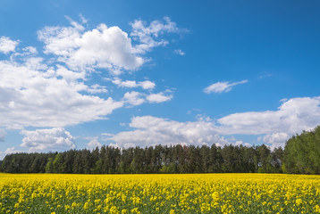 field of oilseed rape