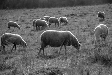 Fototapeta premium Sheep on the meadow eating grass in the herd during colorful sunrise or sunset. Slovakia