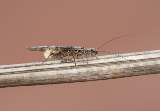 Plecoptera stone fly insect with long antennae and wings with black venation is used as bait for river fishing
