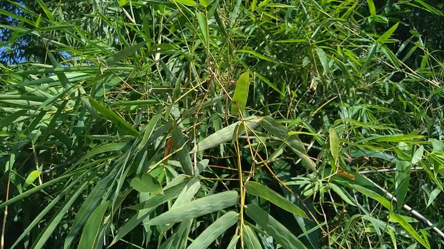 close up green bamboo leaves in the nature