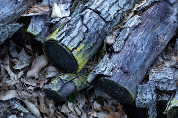 Firewood On Leaves