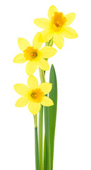 Three beautiful fresh narcissus flowers isolated on a white background