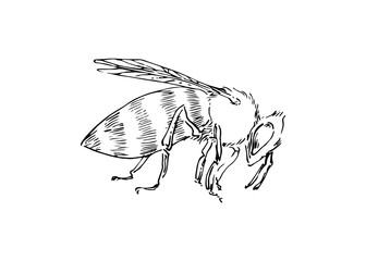 Hand drawn honey bee, one insect drawn by ink, animal sketch vector illustration, black isolated on white background