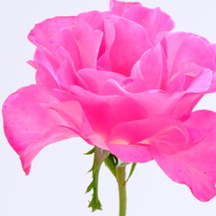 Pink rose isolated on white background. Deep focus.