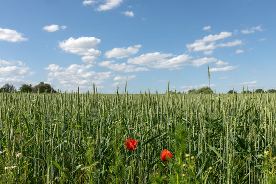 Mohnblumen in Weizenfeld