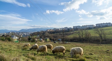 Obraz premium Sheep on the meadow eating grass in the herd during colorful sunrise or sunset. Slovakia