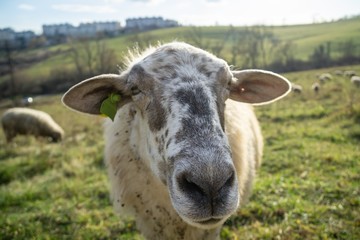 Sheep on the meadow eating grass in the herd during colorful sunrise or sunset. Slovakia