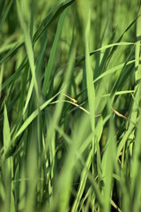 Plant of Oryza sativa at India 