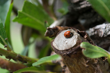 Ladybug Rests On Plant