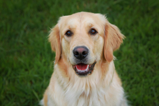 Golden Retriever Dog Looking Upfront. Family Dog Smiling