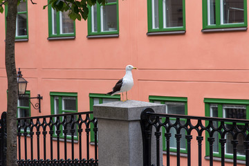 a Seagull stands on a fence in the city