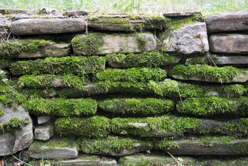 Texture of an old stone wall covered with green moss. Stones and moss. Greeting card