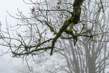 Tree branch in the fog