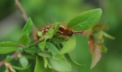 chenille cachée dans le feuillage