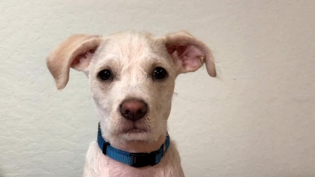 4K HD video of a terrier mix puppy looking at viewer attentively and turning head sideways quizzically watching.