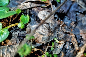Spider in the leaves