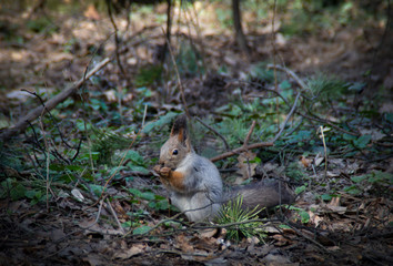 Naklejka na ściany i meble Beautiful squirrel nibbles nuts in the forest.