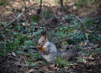 Beautiful squirrel nibbles nuts in the forest.