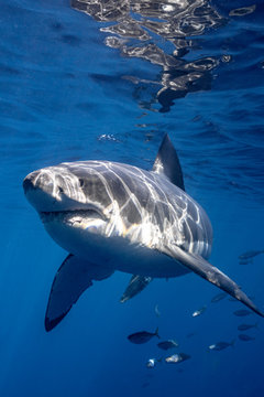 A Great White Shark swims near the surface looking threatening