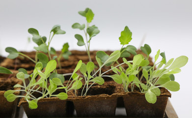 Kleine junge Gemüsepflanzen in der Anzucht