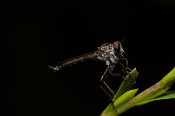 Robber Fly