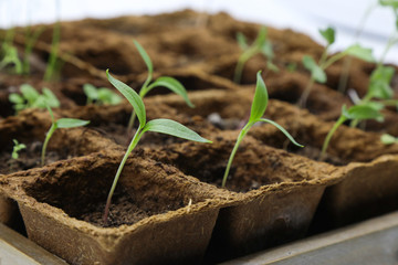 Kleine junge Gemüsepflanzen in der Anzucht