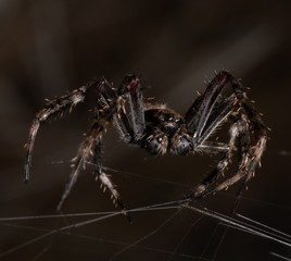 spider on a web