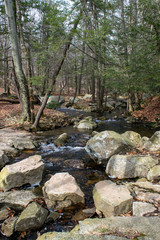 Forest Stream in Early Spring - Vertical