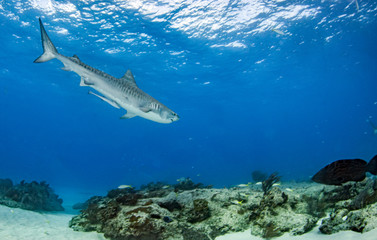 Fototapeta premium Tiger shark at Tigerbeach, Bahamas