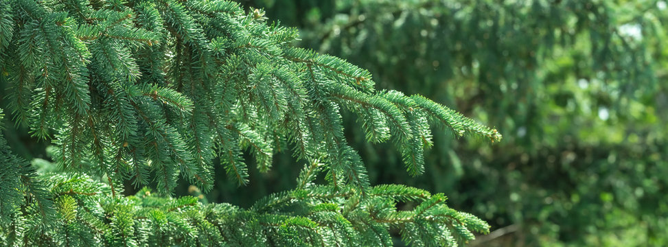  Branch with green needles on a decorative pine tree