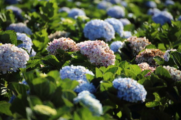 Hydrangea flower at Royal Project Khun Pae in Chiang Mai, Thailand