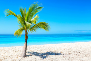 Naklejka na ściany i meble Palm tree on the caribbean tropical beach. Saona Island, Dominican Republic. Vacation travel background