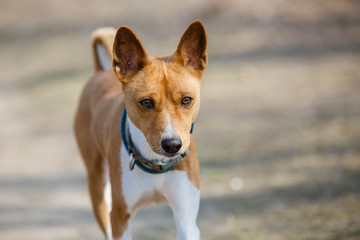 Basenji dog walking in the park