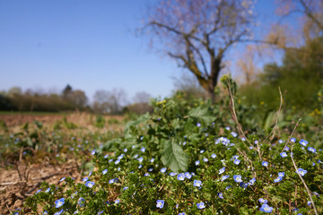 Unkraut und Blumen mit Baum im Hintergrund blühen als Frühlingsboten in schöner Landschaft