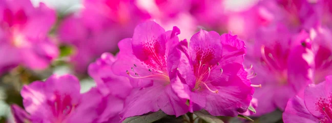Fototapeten Azalee Banner Azaleenblumen haben geblüht.  © lms_lms