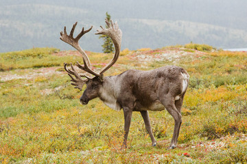 Caribou