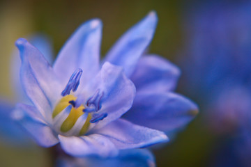 Fototapeta premium Scilla is one of the most popular european spring bloom